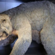 Illustration for article titled This ancient giant wombat was as big as an SUV